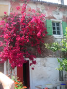 paxos_bougainvillea